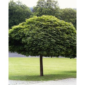 Javor mliečny (Acer platanoides) ´GLOBOSUM´ - výška 300-350 cm, kont. C15L 